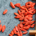 Frutta biologica di bacche di goji frutta wolfberry con nutrizione